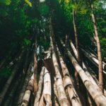 Bambual Gigante na Trilha | Aruanã Acampamentos e Eventos