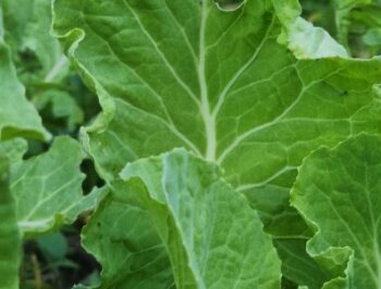 #48 Aruanews: entre o peso e o voo ⚖️