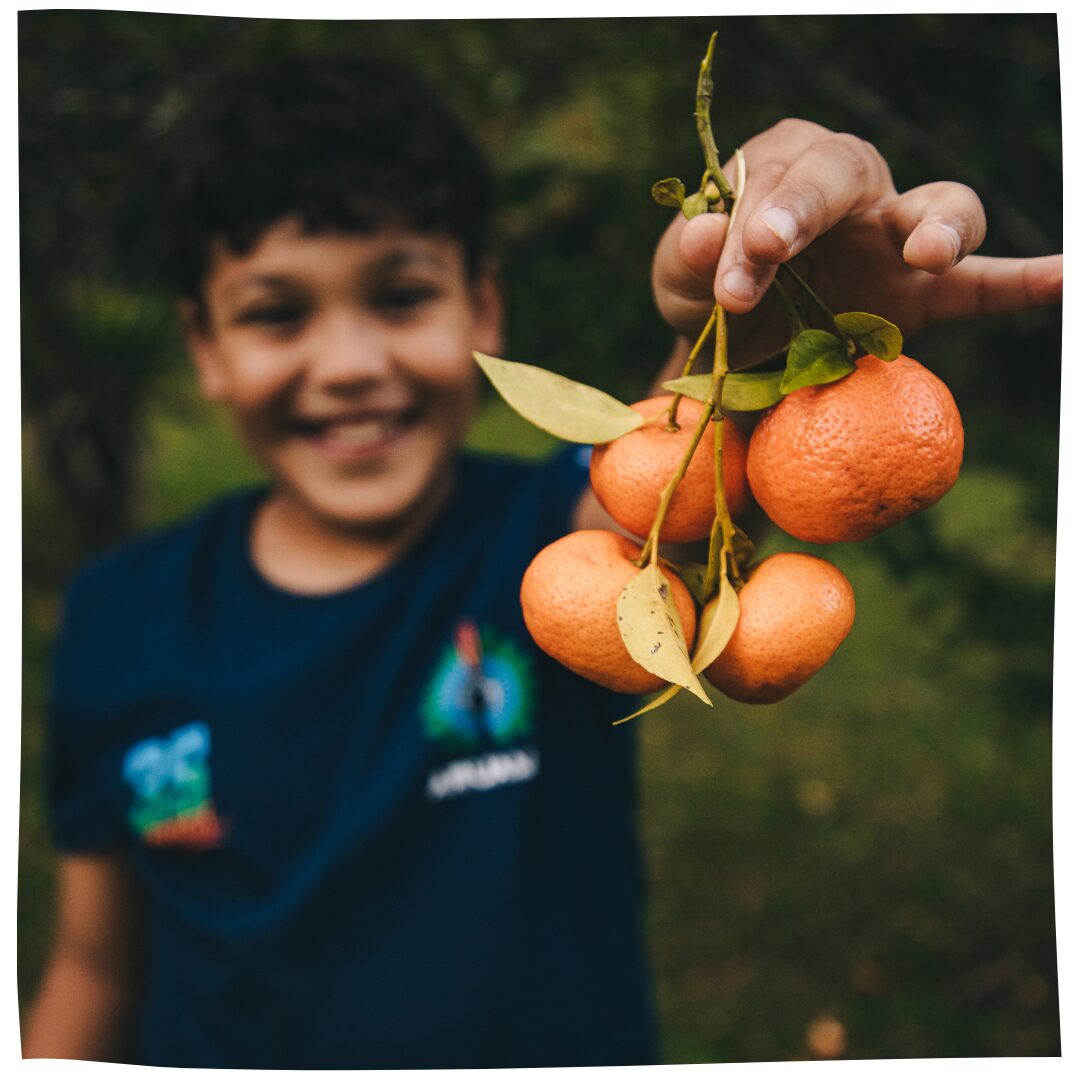 Mexerica | Colhendo frutas do pé