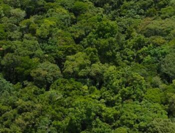 #56 Aruanius: O Aru é um território lindo 🌎
